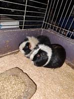 Cavia's, Maart, Mannelijk, Cavia
