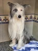 ACE: Leo is een lieve en zalige metgezel!, Dieren en Toebehoren, Honden | Niet-rashonden, Particulier, Rabiës (hondsdolheid), Reu