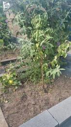 Peren boom - conference, Ophalen, Zomer, Overige soorten, Volle zon