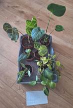 Kamerplantenbox, Ophalen, Overige soorten, Minder dan 100 cm