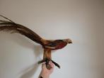Opgezette fazant, Verzamelen, Dierenverzamelingen, Ophalen, Gebruikt, Vogel, Opgezet dier