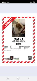 Vermist, Dieren en Toebehoren, Kat