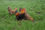 Wyandotte kriel kippen, allerlei kleuren, tamme kippen!, Meerdere dieren, Kip