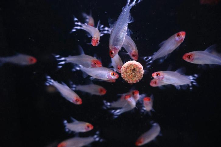 Roodkopzalm - Prijs: €3,99 per stuk, Dieren en Toebehoren, Vissen | Aquariumvissen, Zoetwatervis, Vis