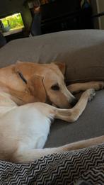 Hond, Rabiës (hondsdolheid), 15 weken tot 1 jaar, Reu, Groot