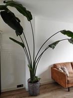 Strelitzia Nicolai 300cm - Prachtige Kamerplant, Huis en Inrichting, Kamerplanten, Ophalen, 200 cm of meer, Overige soorten, Halfschaduw