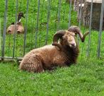 Stamboek Ouessant Quessant lieve ram bruin, Dieren en Toebehoren, Schapen, Geiten en Varkens, Mannelijk, Schaap, 3 tot 5 jaar