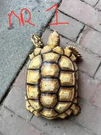 2 Sulcata landschildpadden. 16 a 17 cm ongeveer., Dieren en Toebehoren, Schildpad, 7 tot 10 jaar