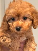 Klein type Maltipoo pups! Meerdere kleuren, Dieren en Toebehoren, Poedel, Nederland, CDV (hondenziekte), 8 tot 15 weken