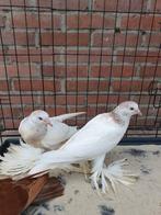 Hollandse kroppers jong, Dieren en Toebehoren, Vogels | Duiven, Meerdere dieren