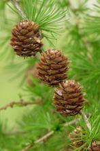 Larix decidua, Europese Lork, Lariks, larixs, Volle zon, Minder dan 100 cm, Zomer, Overige soorten