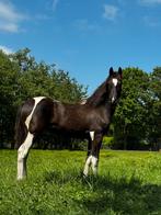 Prachtige barock pinto merrie mix te koop super mak, Merrie, Ontwormd, 0 tot 2 jaar