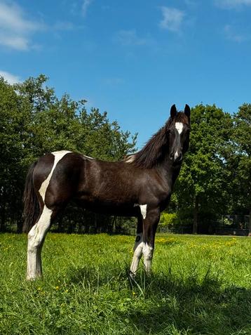 Prachtige barock pinto merrie mix te koop super mak beschikbaar voor biedingen