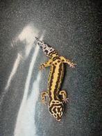 0.1 bold stripe bandit het tremper albino luipaardgekko, Hagedis, Tam, 0 tot 2 jaar