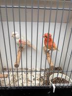 Koppel rood mozaïek kanaries, Dieren en Toebehoren, Vogels | Kanaries, Meerdere dieren, Kleurkanarie