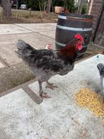 Jonge haan - Kruising Marans Rhode Island Leghorn, Dieren en Toebehoren, Pluimvee, Mannelijk, Kip