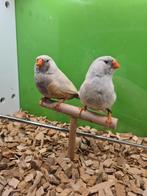 Te koop koppel charcoal masker roodoogen, Dieren en Toebehoren, Meerdere dieren