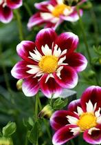 Dahlia, Ophalen of Verzenden, Volle zon, Knol