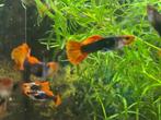 Koi Guppen Tuxedo, Dieren en Toebehoren, Vissen | Aquariumvissen, Vis, Zoetwatervis