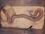 1.0 banana cinnamon yellowbelly, Dieren en Toebehoren, Slang, Tam, 0 tot 2 jaar