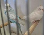 Koppel grasparkieten, Dieren en Toebehoren, Vogels | Parkieten en Papegaaien, Meerdere dieren, Parkiet, Geringd