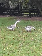 Chineese knobbel ganzen, Dieren en Toebehoren, Pluimvee, Meerdere dieren, Gans of Zwaan