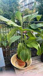 Prachtige Musa bananen planten, Tuin en Terras, Planten | Tuinplanten, Ophalen of Verzenden, Zomer, Overige soorten, Halfschaduw