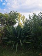 Zelf uitgraven; Yucca, Tuin en Terras, Planten | Bomen, Ophalen, Volle zon, Overige soorten