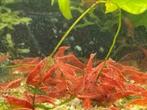 Red, brown, green en blue cherry bee's garnalen mix, Dieren en Toebehoren, Vissen | Aquariumvissen, Kreeft, Krab of Garnaal