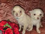 Schattige chihuahua pups (nog 2 reutjes over), Dieren en Toebehoren, Honden | Chihuahua's en Gezelschapshonden, Reu, CDV (hondenziekte)