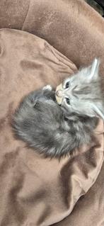 MOOIE MAINCOON KITTENS, Dieren en Toebehoren, Katten en Kittens | Raskatten | Langhaar, Meerdere dieren, Gechipt, 0 tot 2 jaar
