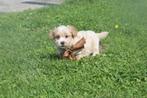 Kruising poedel pups ,Cockapoo,maltipoo, Dieren en Toebehoren, België, 8 tot 15 weken, Meerdere, Meerdere dieren