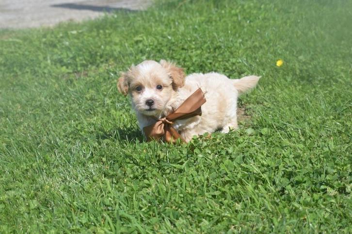 Kruising poedel pups ,Cockapoo,maltipoo, Dieren en Toebehoren, Honden | Niet-rashonden, Meerdere dieren, Fokker | Professioneel