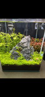 Dennerle nano cube 30 compleet, Dieren en Toebehoren, Vissen | Aquaria en Toebehoren, Ophalen, Zo goed als nieuw, Leeg aquarium