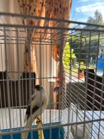 Mannelijke vogel te koop – Mooie kleuren en mooie zang, Dieren en Toebehoren, Vogels | Overige Vogels, Mannelijk
