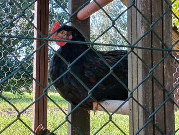 Haan en 2 hennen grote dubbelgezoomde barnevelders beschikbaar voor biedingen
