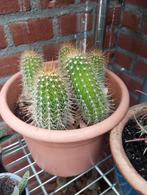 cactussen te koop of te ruil, Tuin en Terras, Planten | Tuinplanten, Ophalen