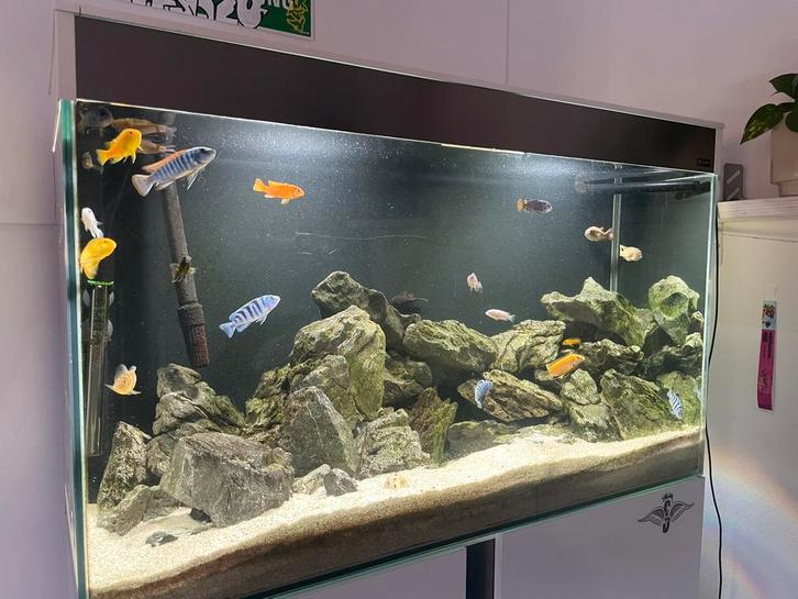 Ca 22 mbuna malawi cichliden te koop!, Dieren en Toebehoren, Vissen | Aquariumvissen, Zoetwatervis, Vis