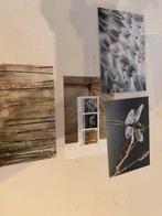 Natuur kunst 3 x zegel 3 x ansichtkaarten, Ophalen of Verzenden, Na 1940, Postfris
