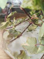 Wandelende takken, Dieren en Toebehoren, Insecten en Spinnen, Wandelende tak