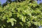Acer campestre | Veldesdoorn, Tuin en Terras, Ophalen of Verzenden, Esdoorn, Haag, Minder dan 100 cm