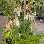 Leeuwenbek,50/100 +_ zaden, Tuin en Terras, Verzenden, Voorjaar, Volle zon, Zaad