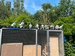 Pakistaanse hoogvlieger original  1A  kwaliteit oude bloed l, Dieren en Toebehoren, Vogels | Duiven, Meerdere dieren, Postduif
