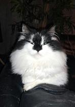 Noorseboskat dekkater, Dieren en Toebehoren, Katten en Kittens | Dekkaters, 3 tot 5 jaar