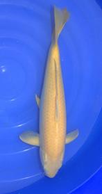 Karashigoi, Karper of Koi