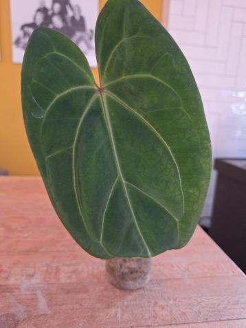 Anthurium papillilaminum X magnificum x KOS beschikbaar voor biedingen