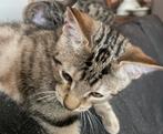 5 kittens nu 12 weken oud, Meerdere dieren, Kortharig, 0 tot 2 jaar