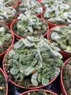 Wratjesplant Titanopsis Calcarea Succulent potmaat 8,5 cm, Vetplant, Ophalen of Verzenden, In pot, Minder dan 100 cm
