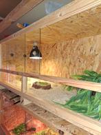 Rattenslangen met terrarium, Dieren en Toebehoren, Reptielen en Amfibieën | Toebehoren, Ophalen