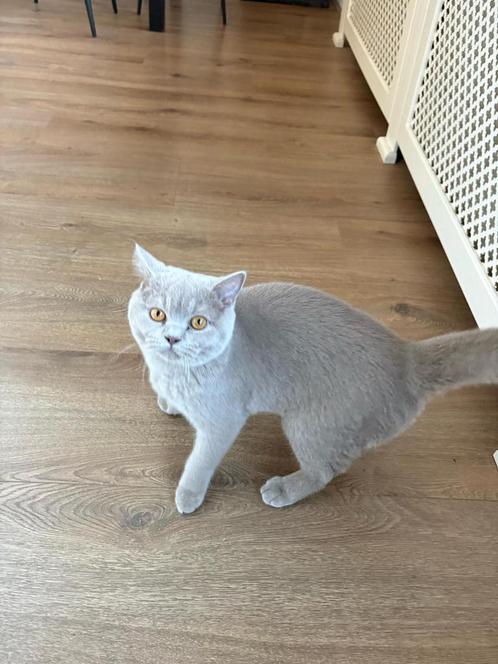 Britsekort haar kater, Dieren en Toebehoren, Katten en Kittens | Raskatten | Korthaar, Kater